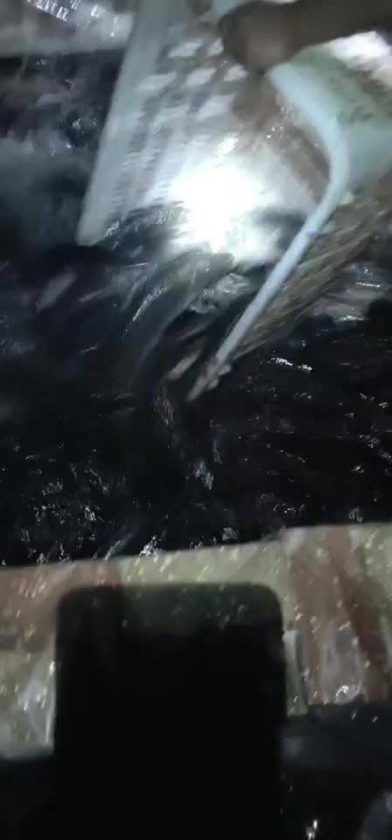 黑鱼