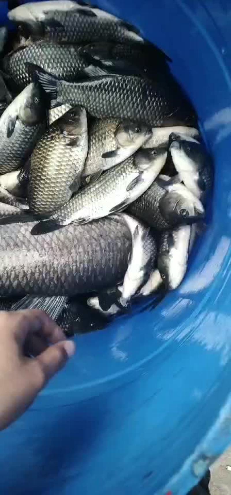 黑鱼