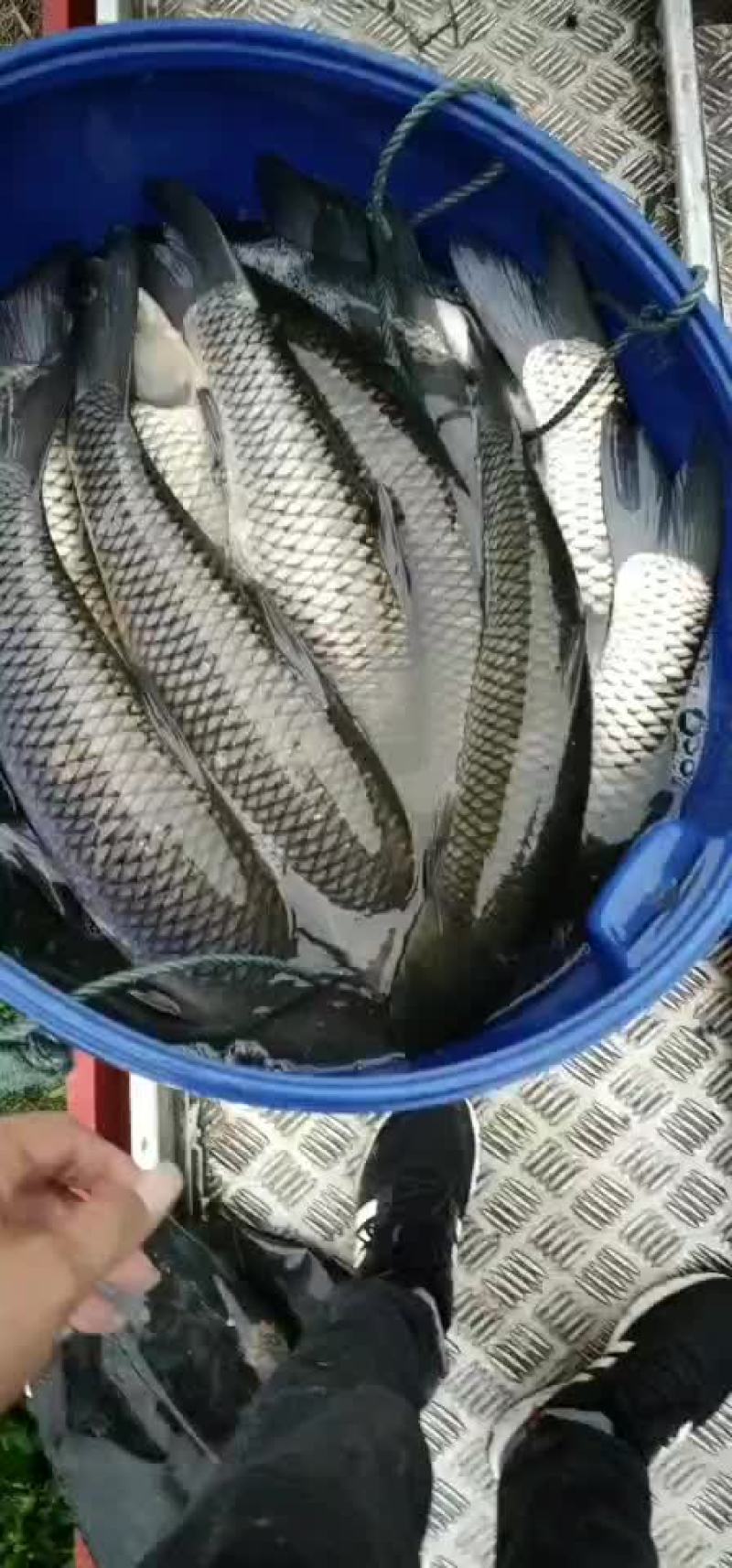黑鱼