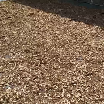 当归甘肃定西种槙户加工切片