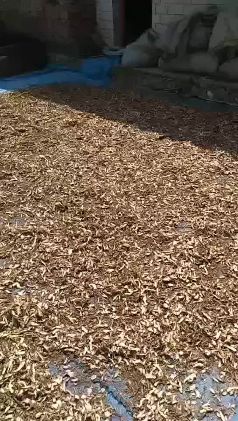当归甘肃定西种槙户加工切片