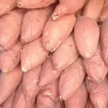 烟薯