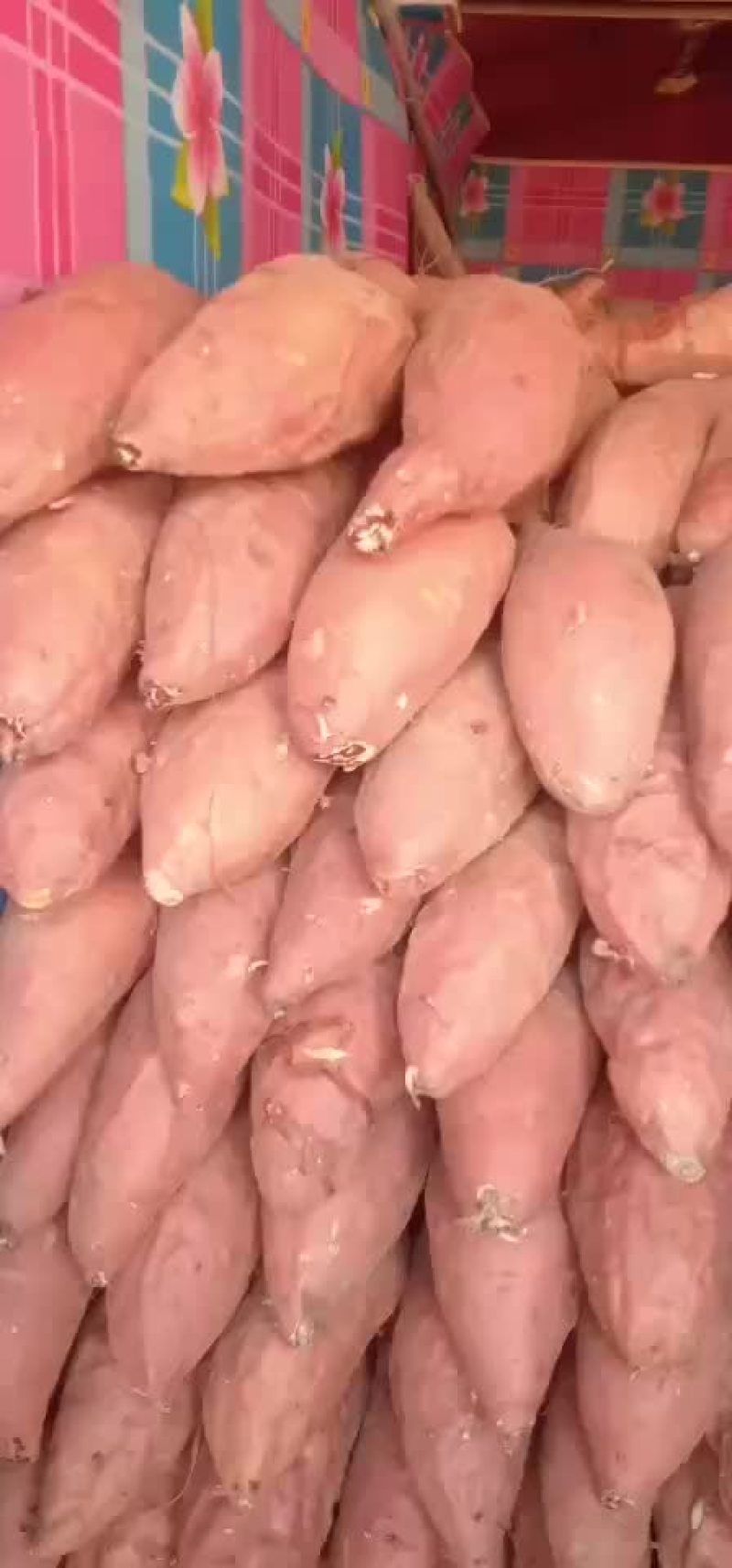 烟薯