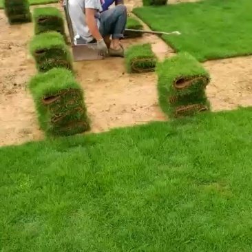 马尼拉草
