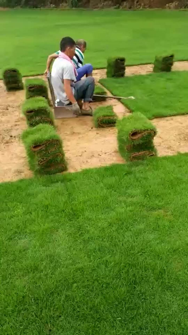 马尼拉草