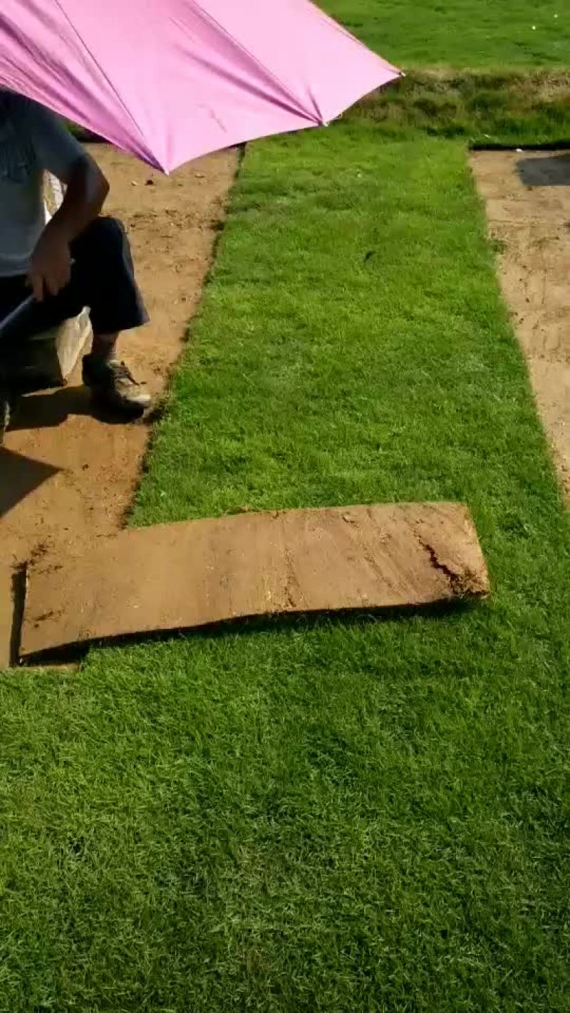马尼拉草