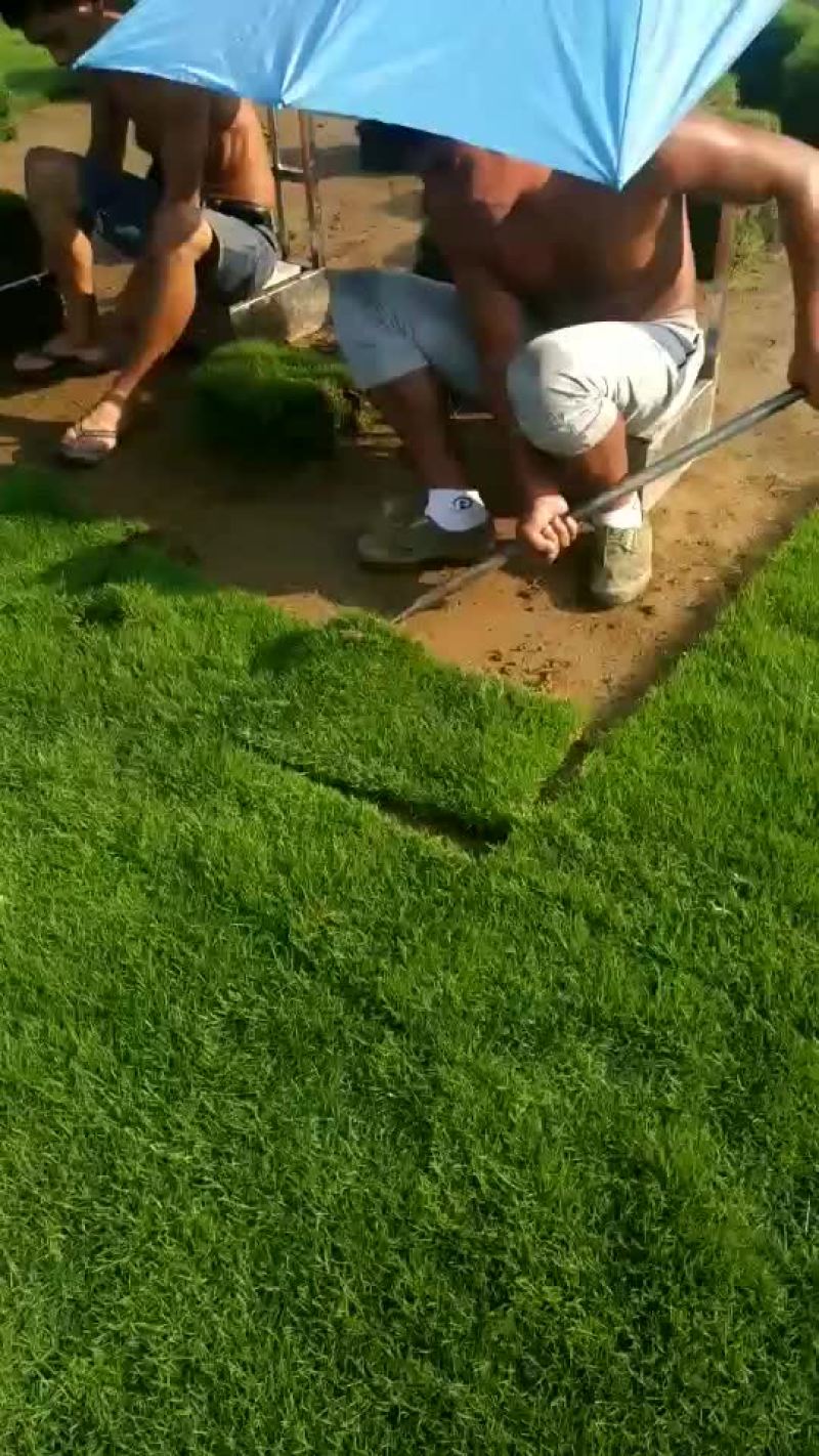 马尼拉草