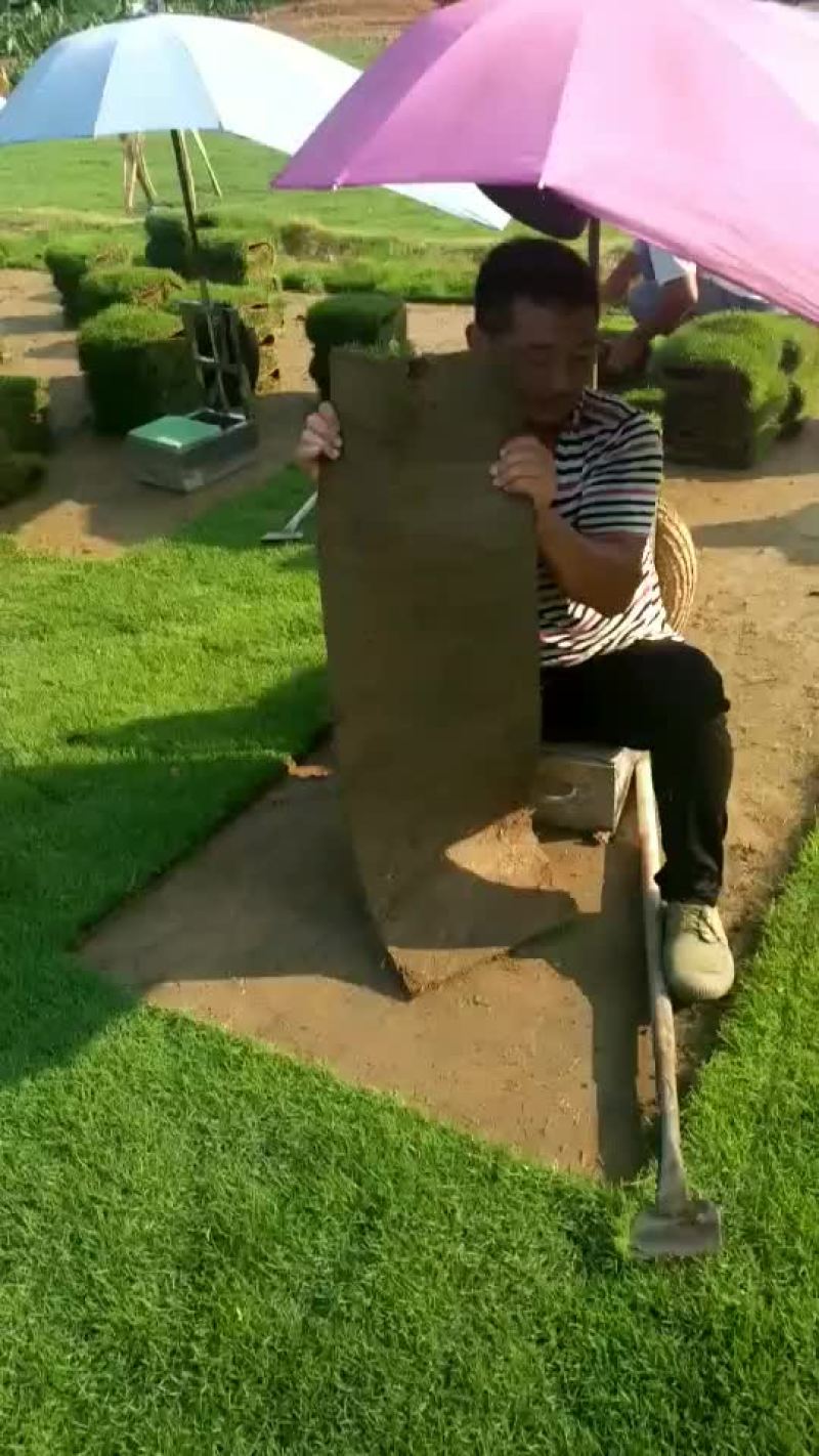 马尼拉草