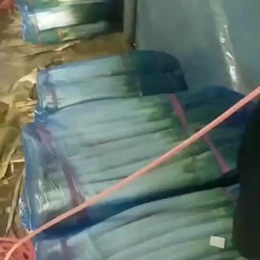 安丘铁杆大葱净葱加工毛葱代购产地直发视频看货