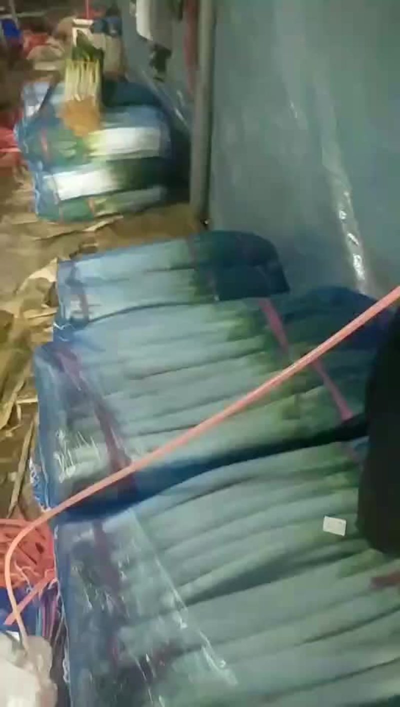 安丘铁杆大葱净葱加工毛葱代购产地直发视频看货