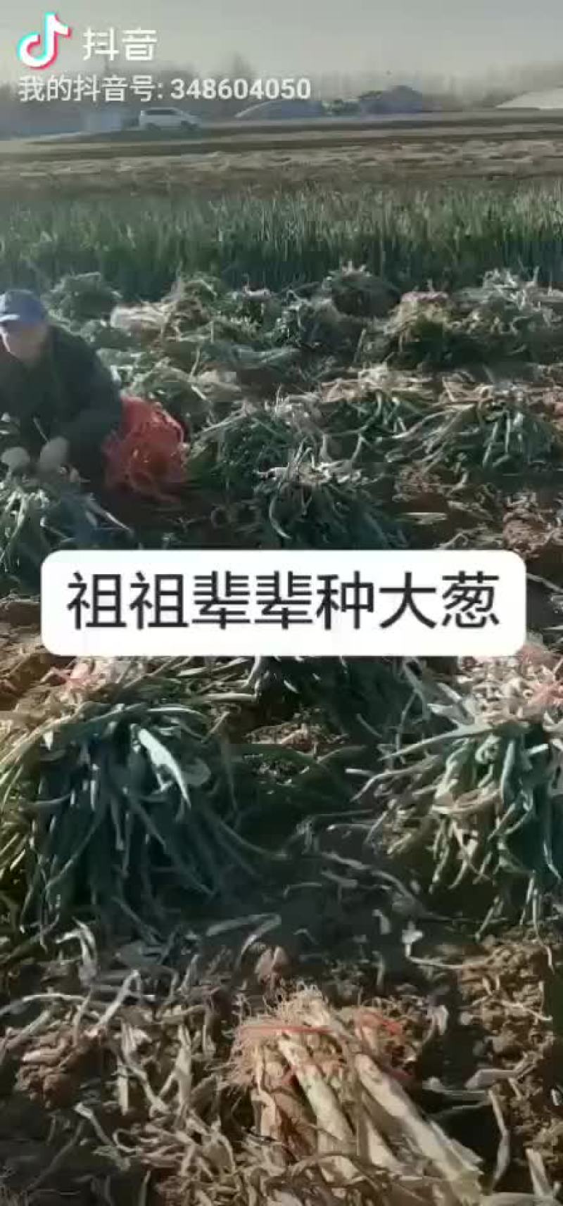安丘铁杆大葱净葱加工毛葱代购产地直发视频看货