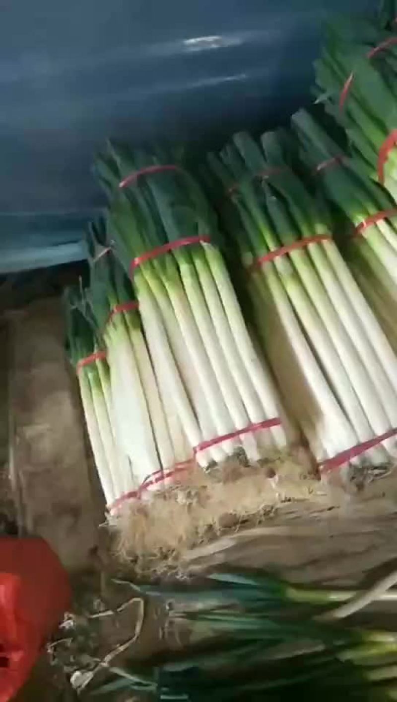 安丘铁杆大葱净葱加工毛葱代购产地直发视频看货