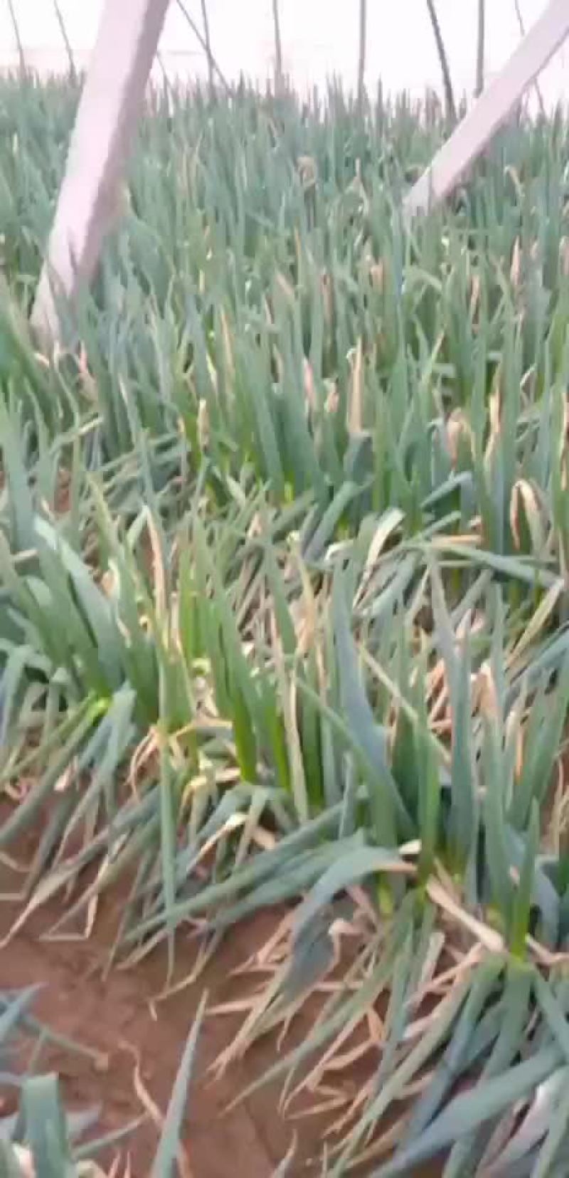 安丘铁杆大葱净葱加工毛葱代购产地直发视频看货