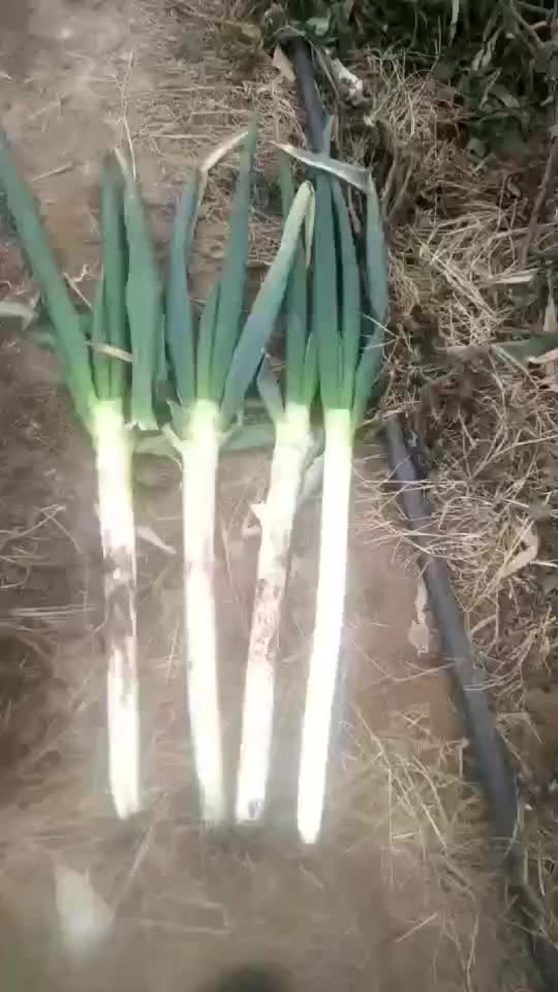 安丘铁杆大葱净葱加工毛葱代购产地直发视频看货