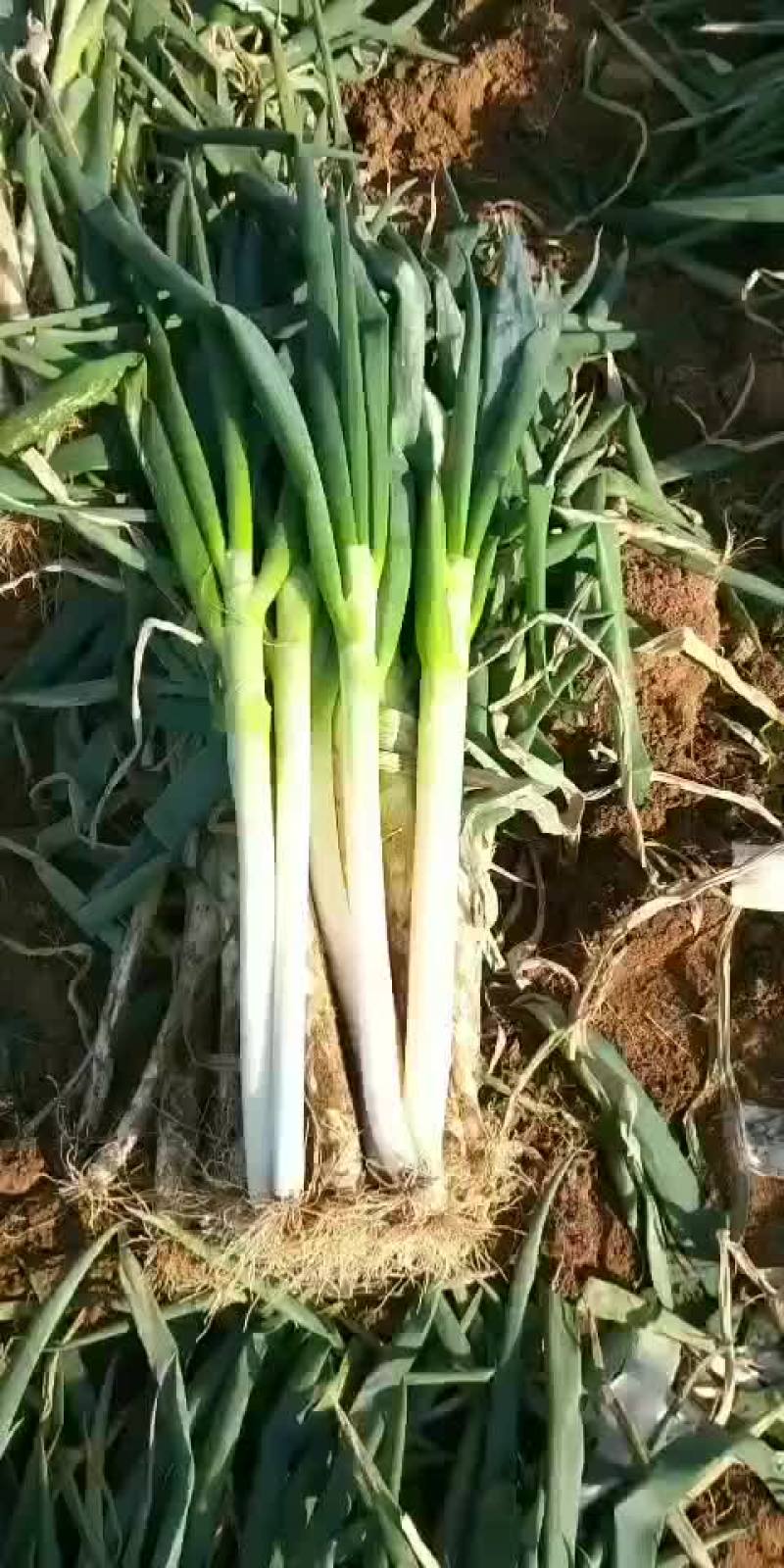 安丘铁杆大葱净葱加工毛葱代购产地直发视频看货