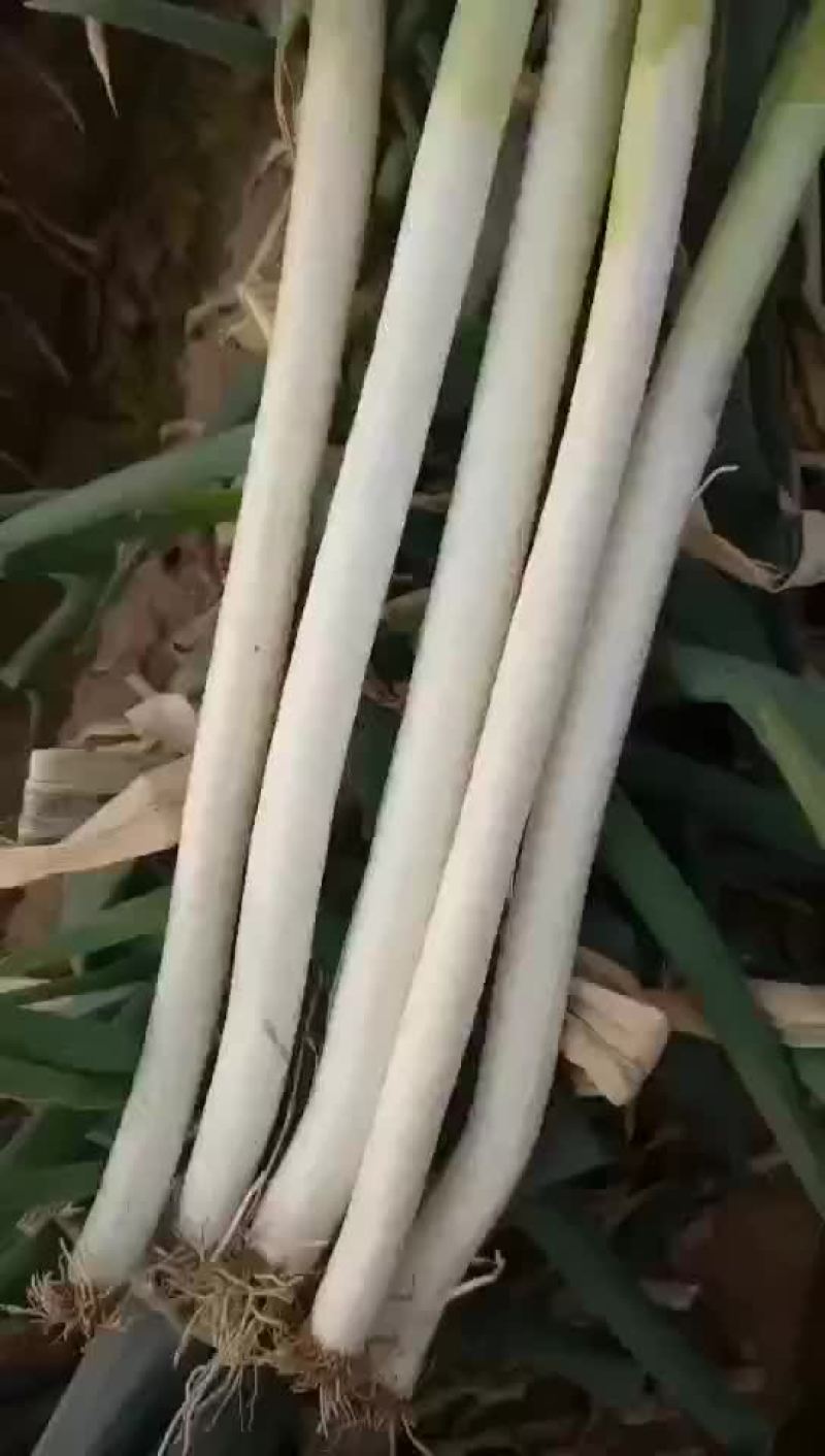 安丘铁杆大葱净葱加工毛葱代购产地直发视频看货
