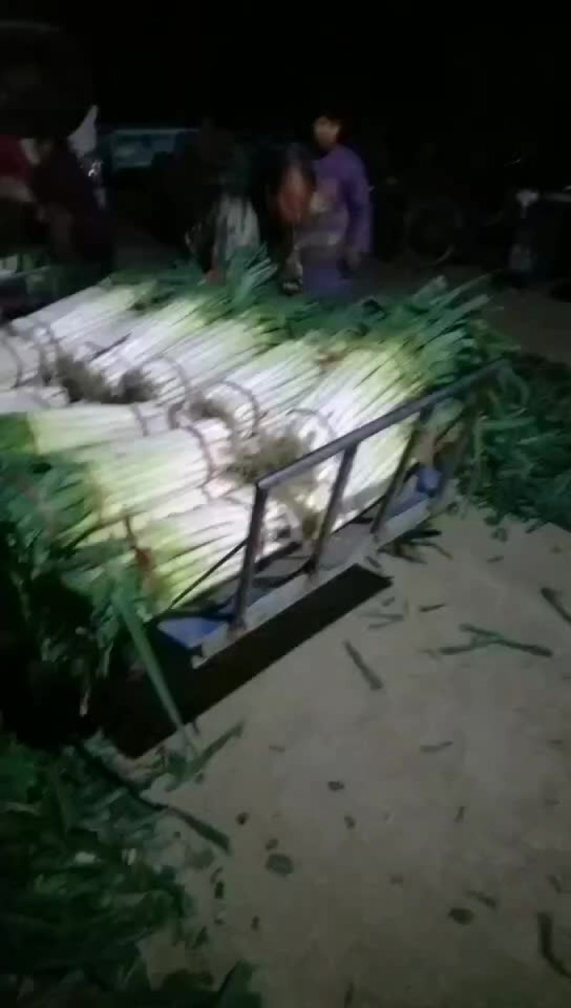 安丘铁杆大葱净葱加工毛葱代购产地直发视频看货