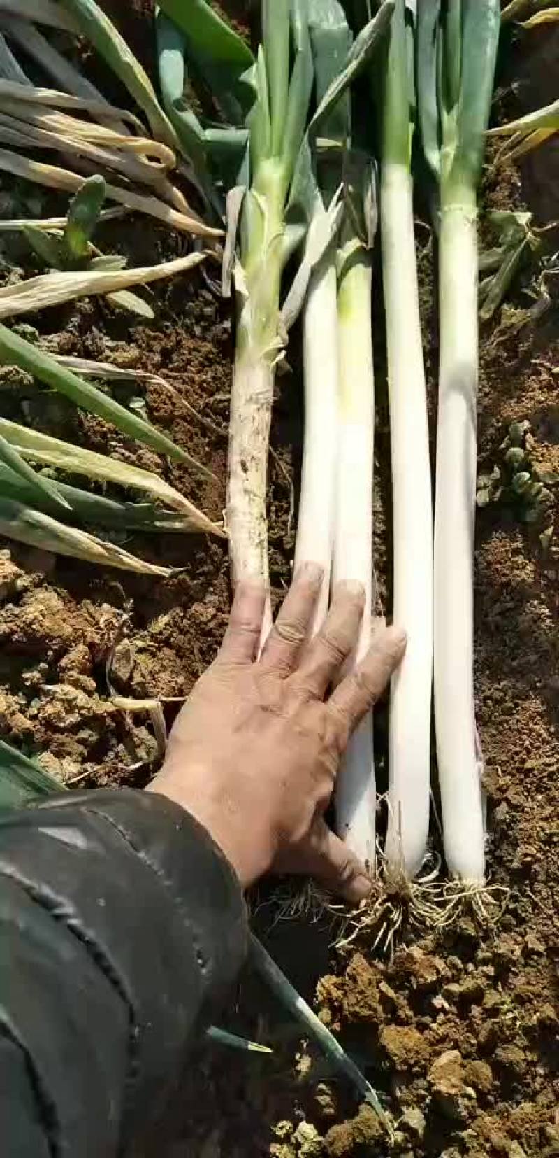 安丘铁杆大葱净葱加工毛葱代购产地直发视频看货