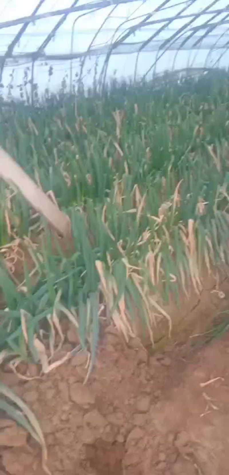 安丘铁杆大葱净葱加工毛葱代购产地直发视频看货