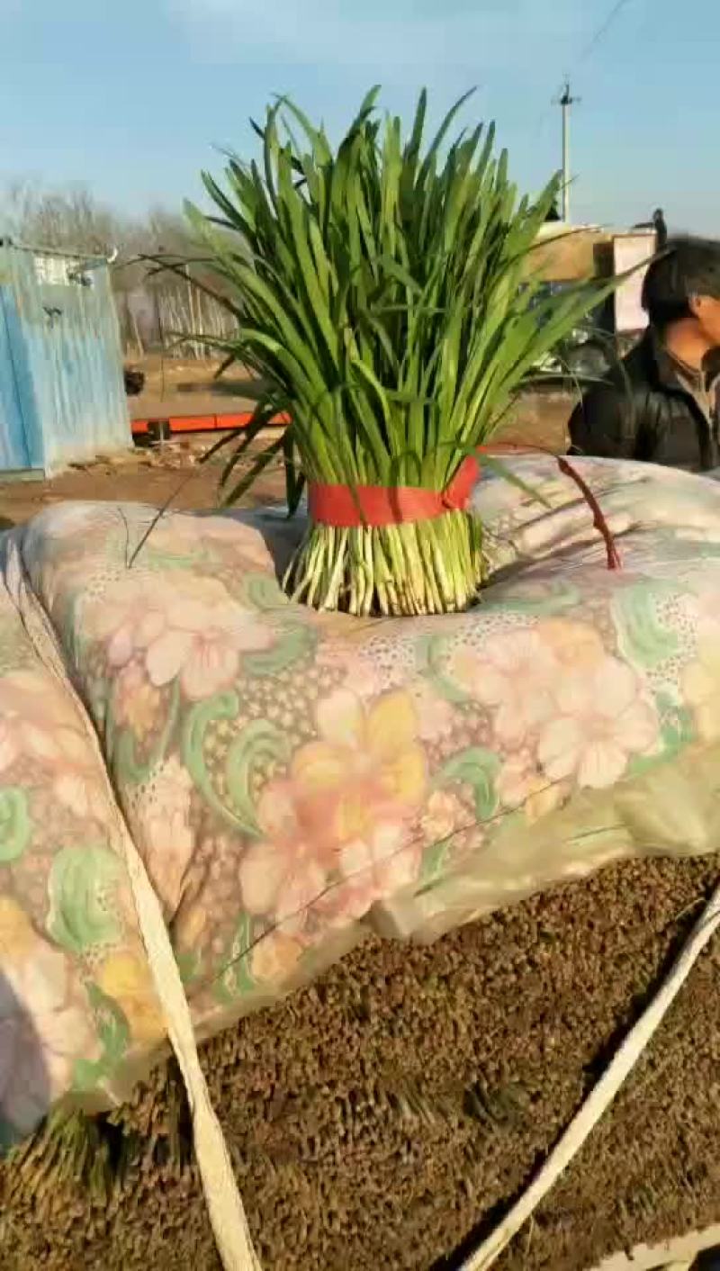 韭菜