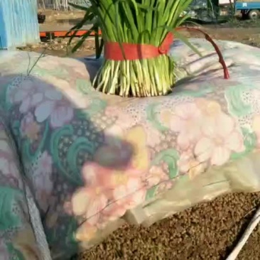 韭菜