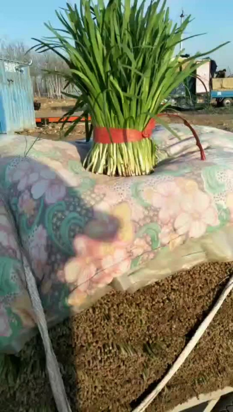 韭菜