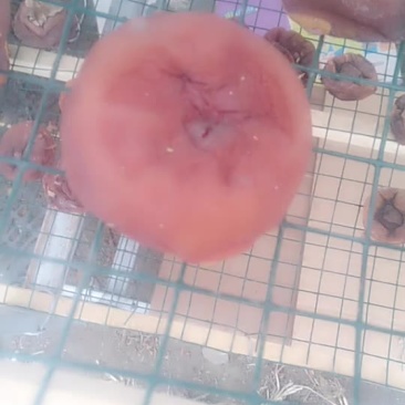 柿子饼