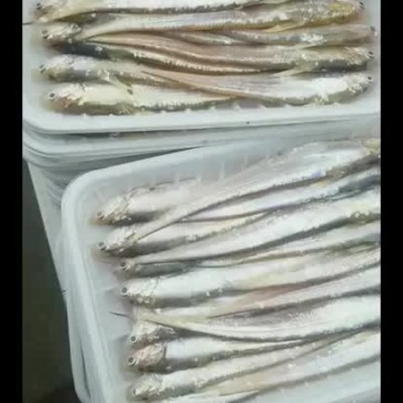 淡水毛刀鱼需要的联系我，好质量