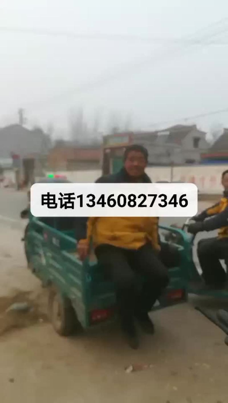 西芹
