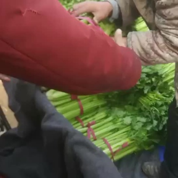 西芹