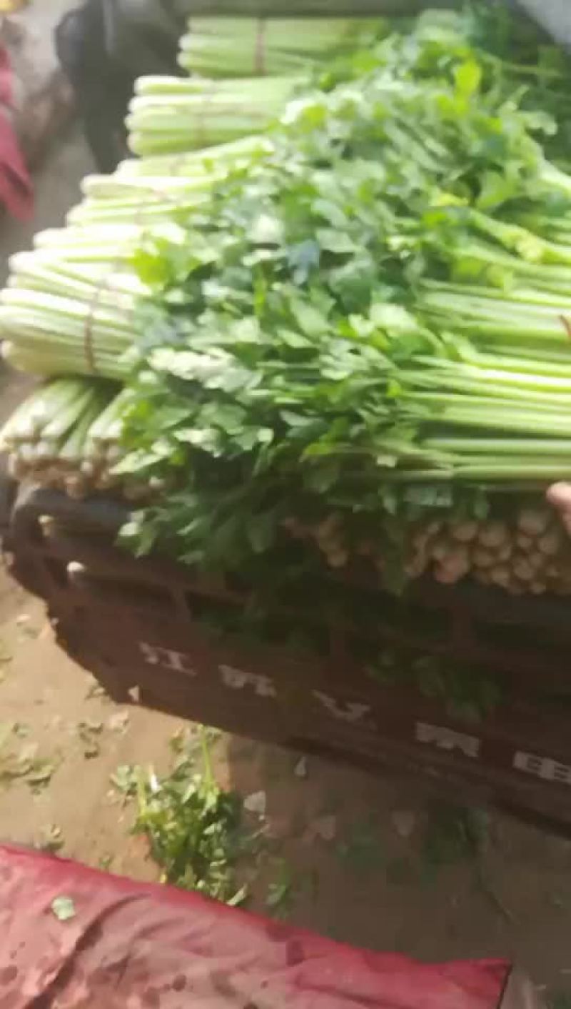 西芹