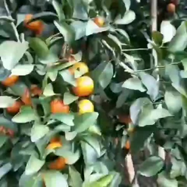 梧州沙糖桔