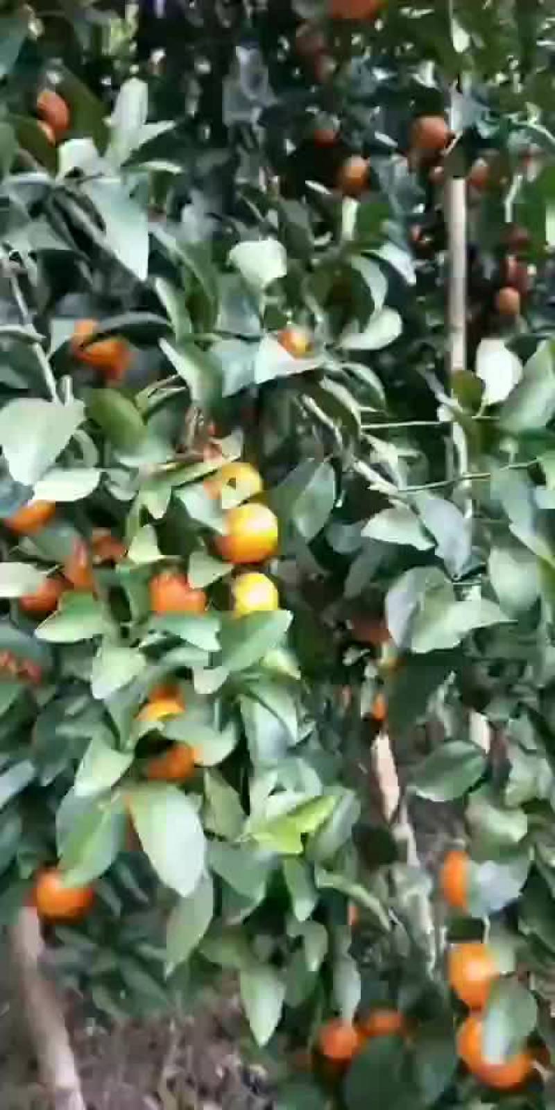 梧州沙糖桔
