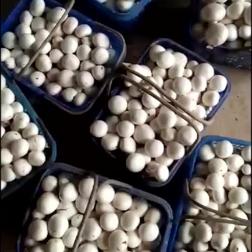 蘑菇双孢菇口蘑上市了