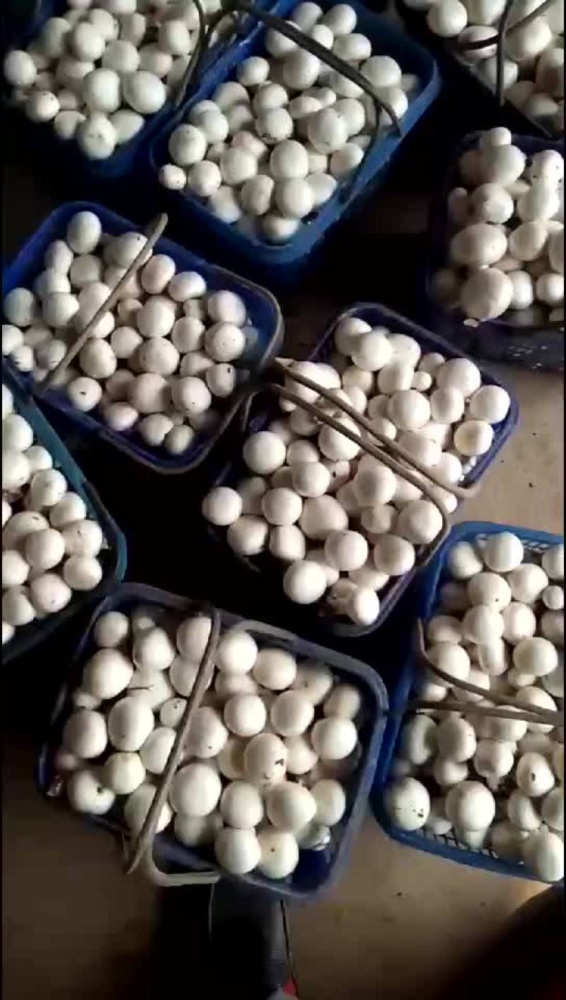 蘑菇双孢菇口蘑上市了
