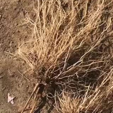 返魂草小苗