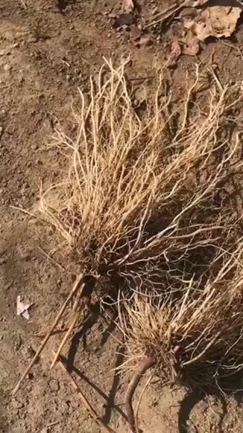 返魂草小苗