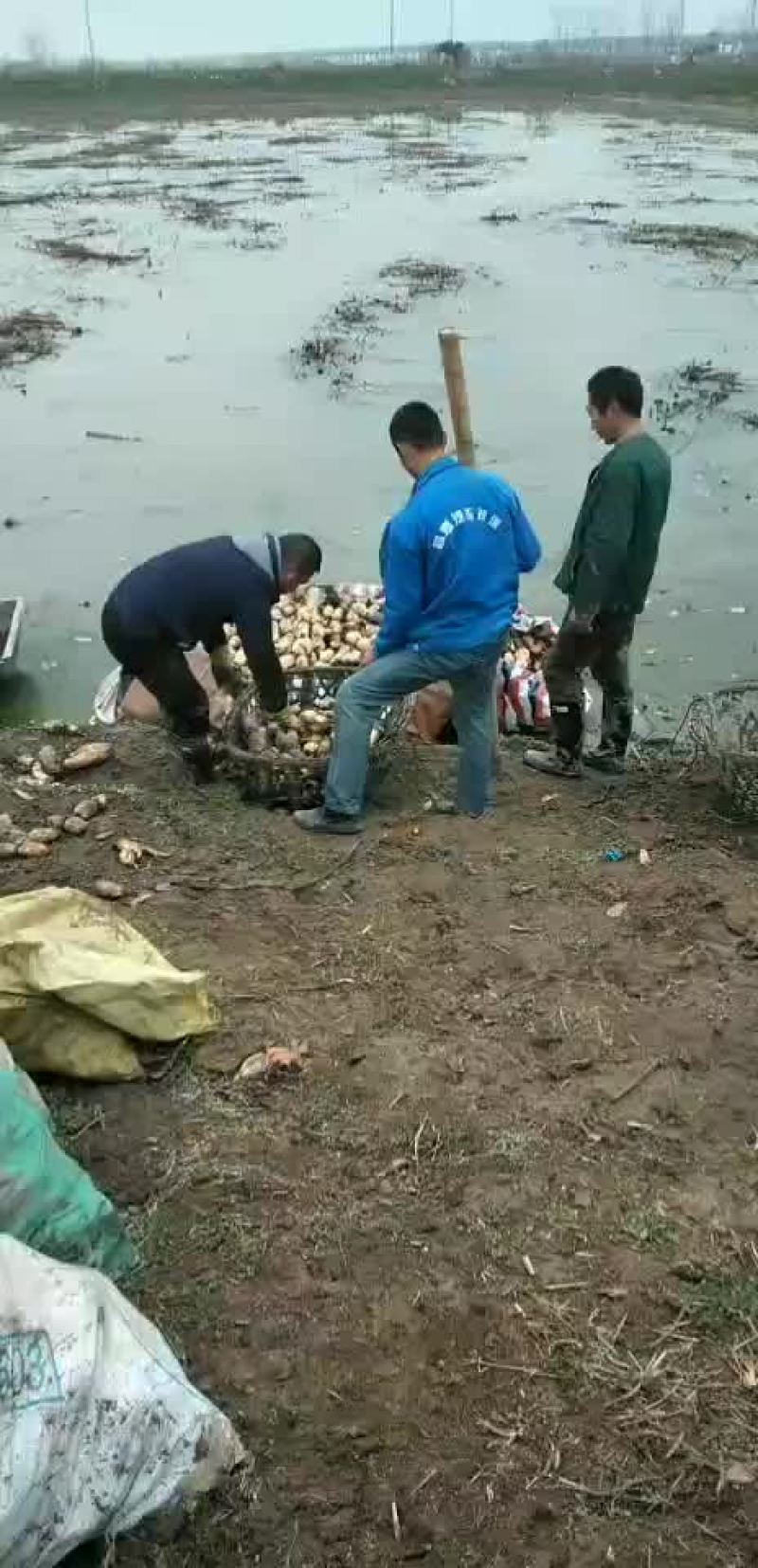 三五连藕