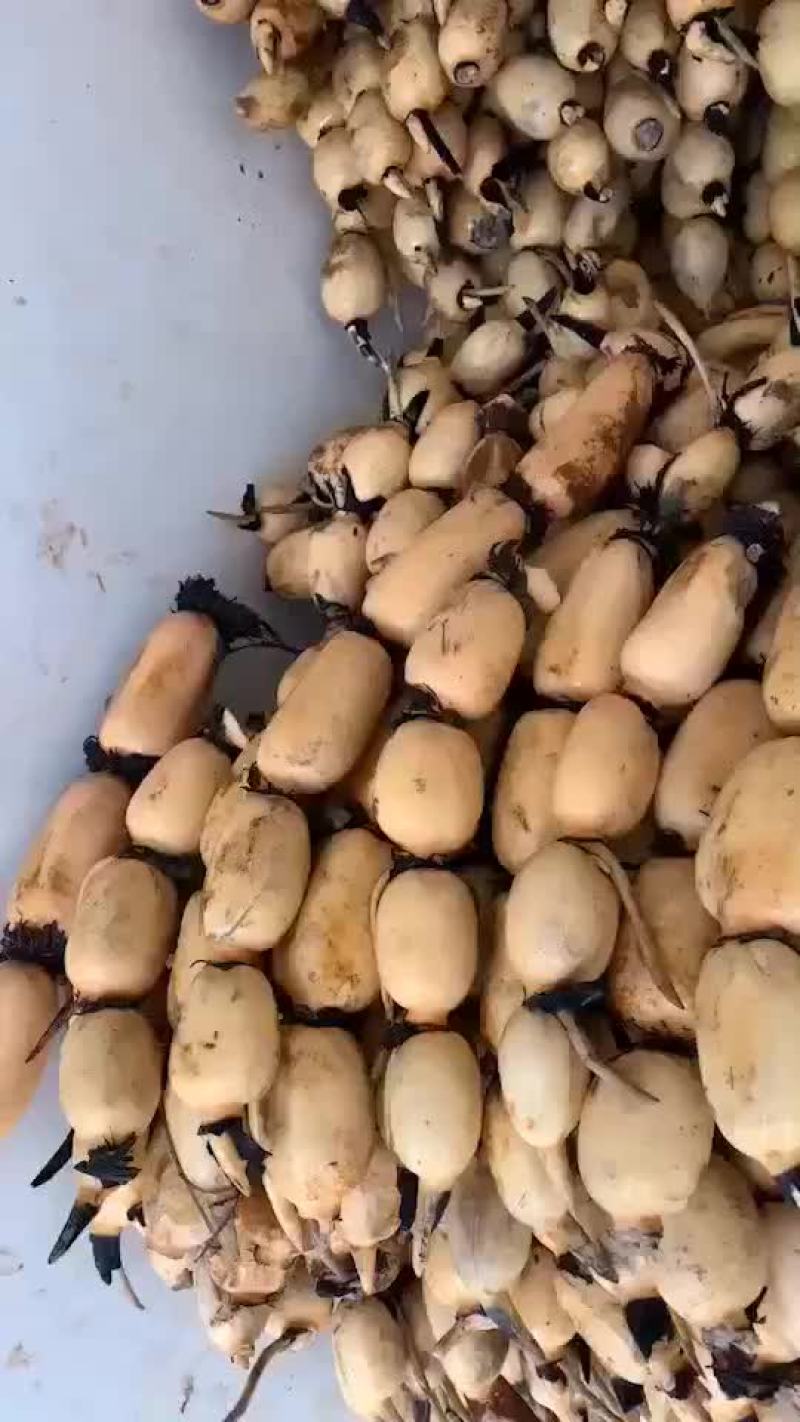 三五连藕