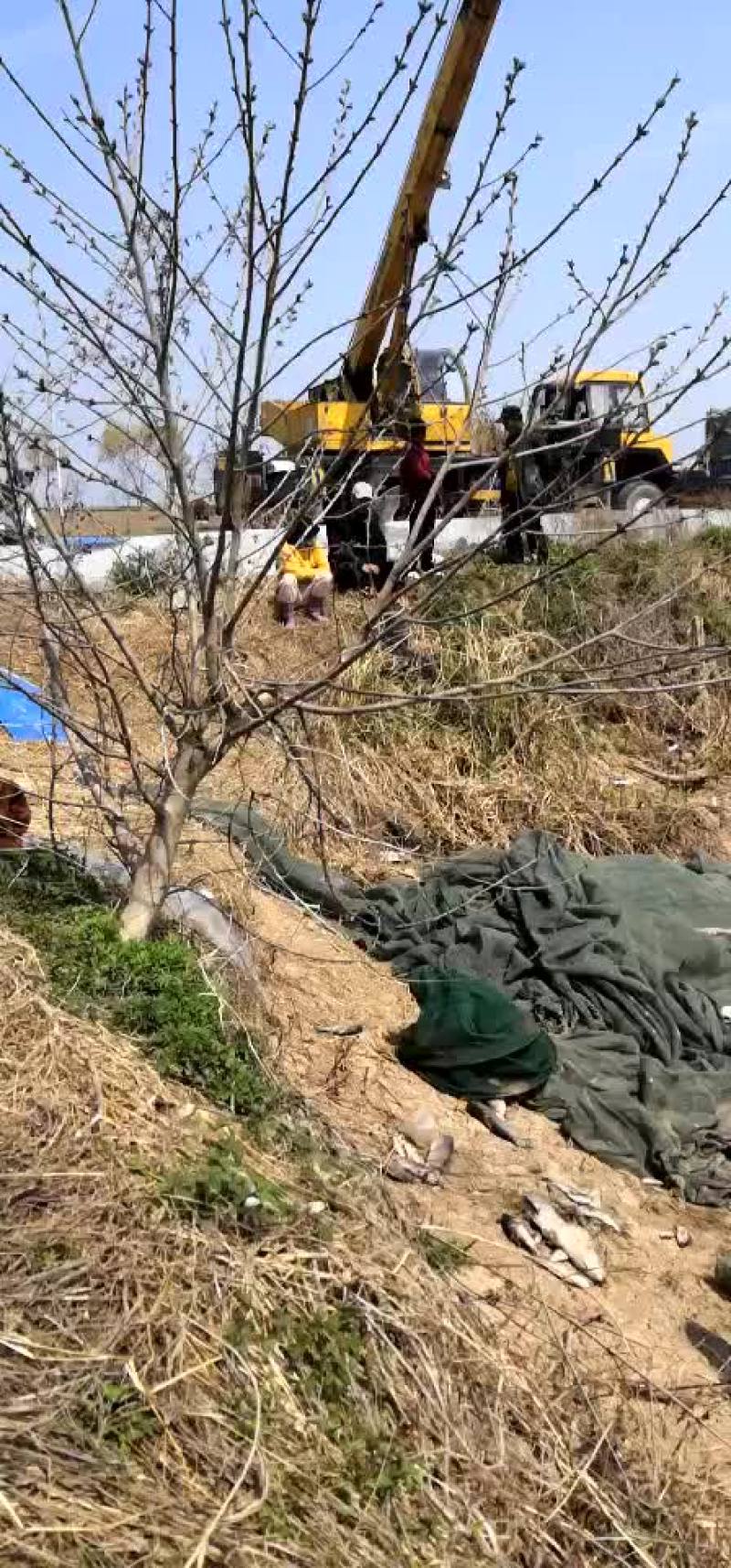 草鱼苗