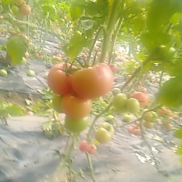 商河县西红柿。