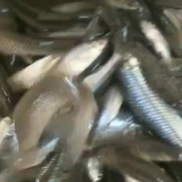 麦穗鱼，麦穗鱼干预定