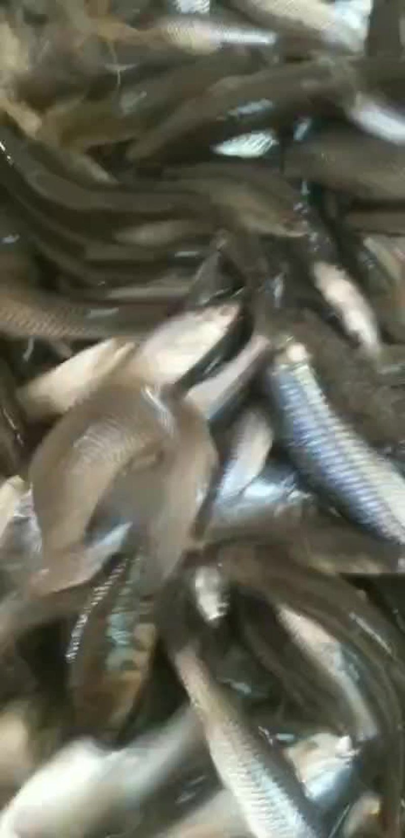 麦穗鱼，麦穗鱼干预定