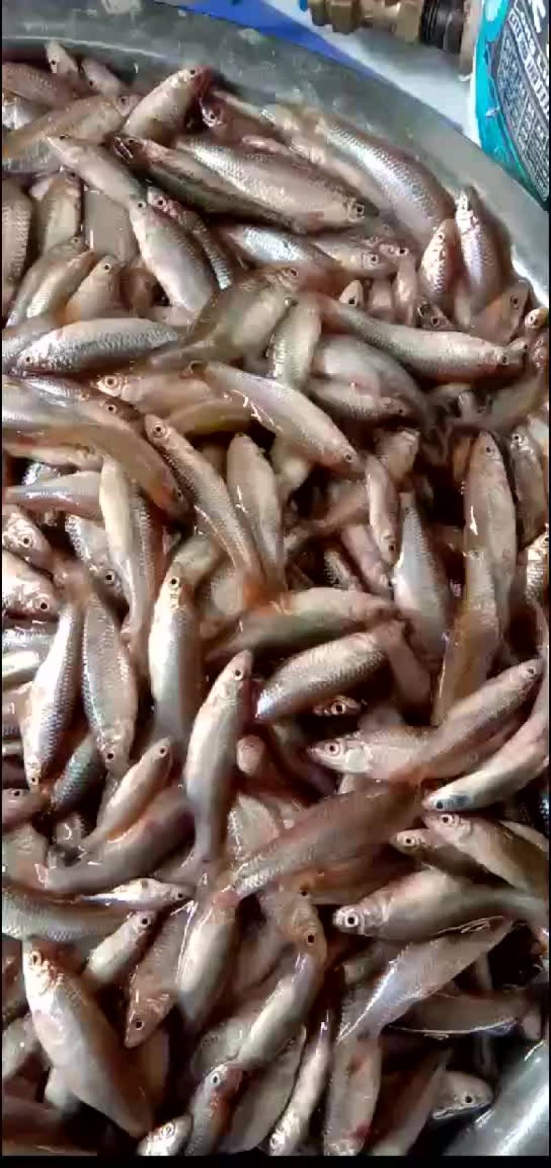 麦穗鱼，麦穗鱼干预定