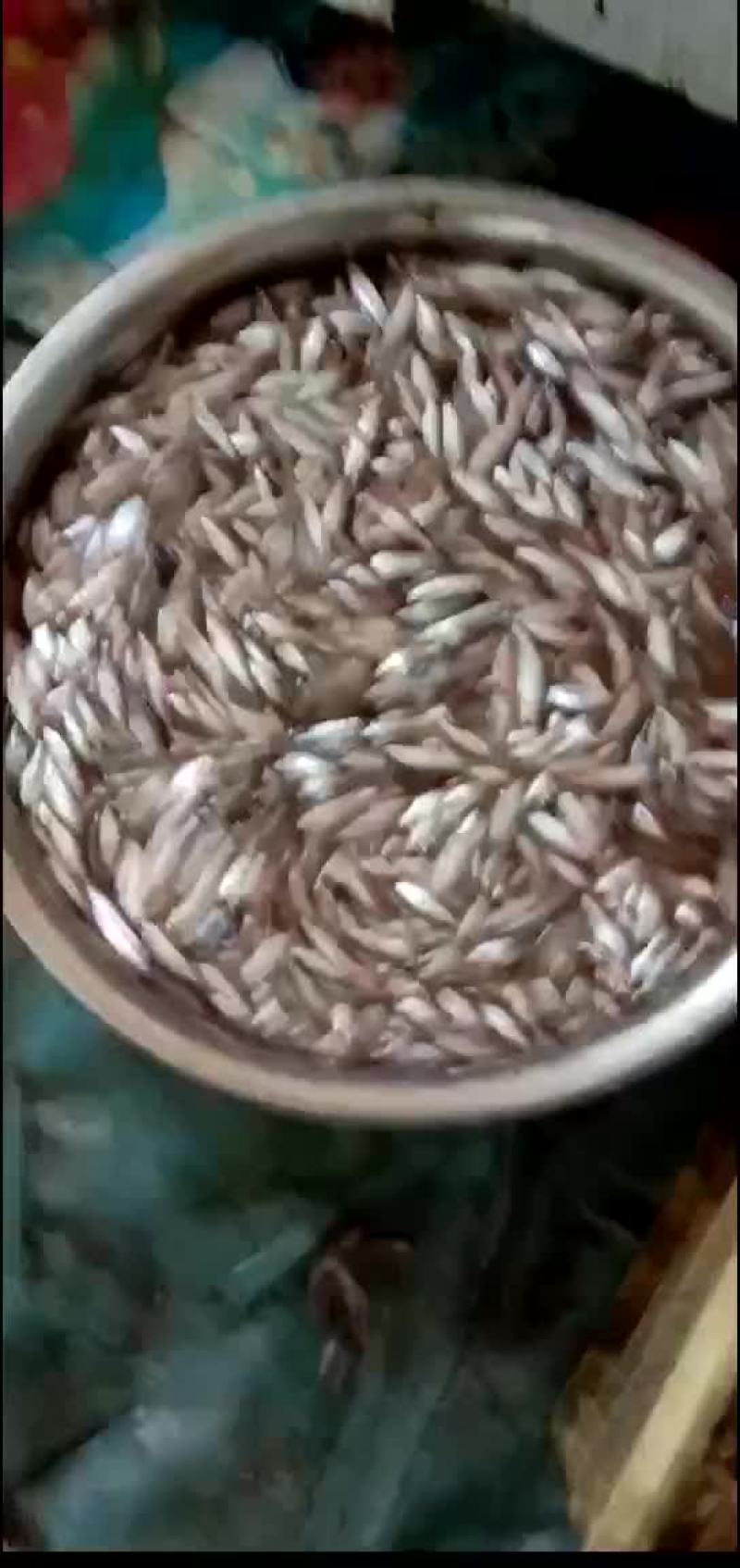 麦穗鱼，麦穗鱼干预定