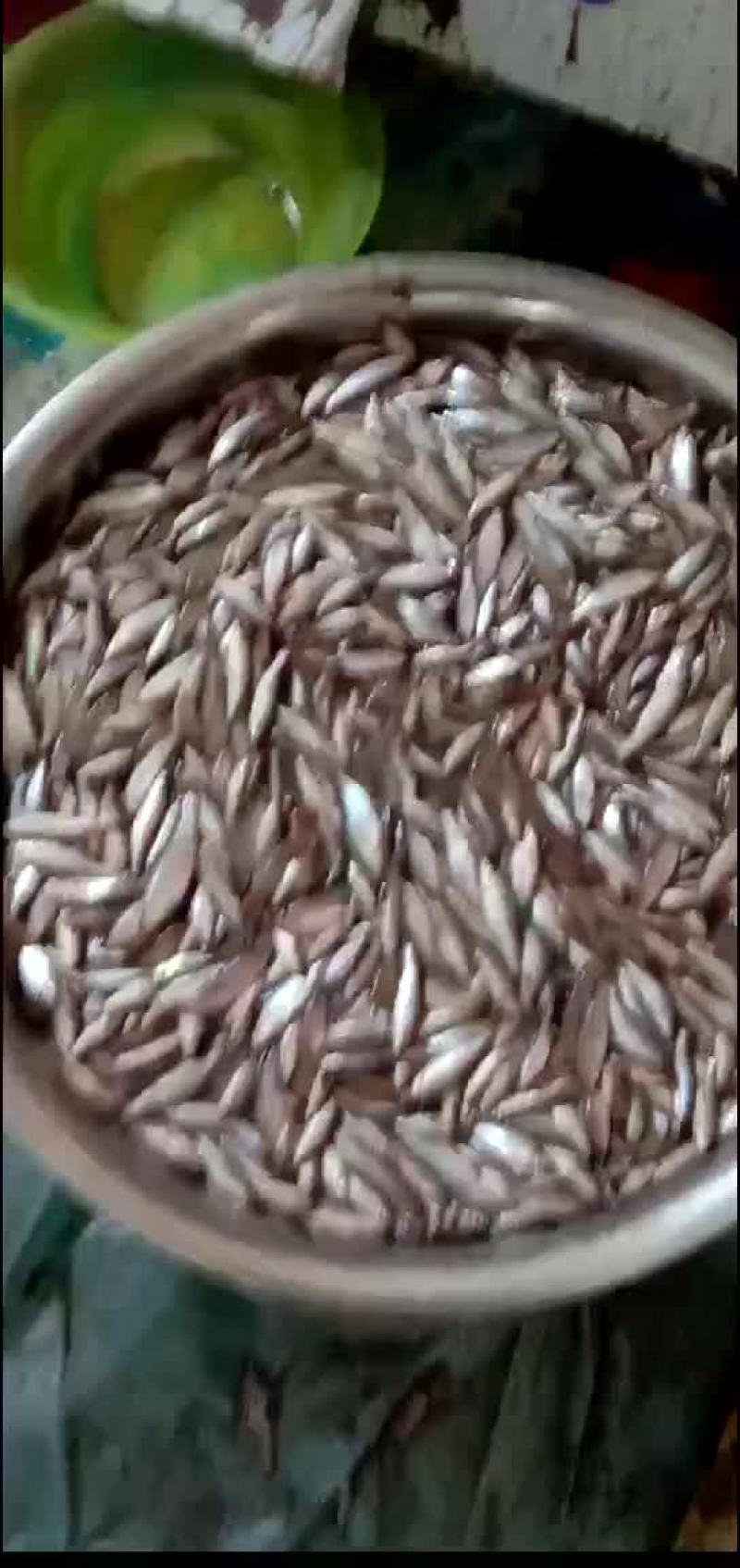 麦穗鱼，麦穗鱼干预定