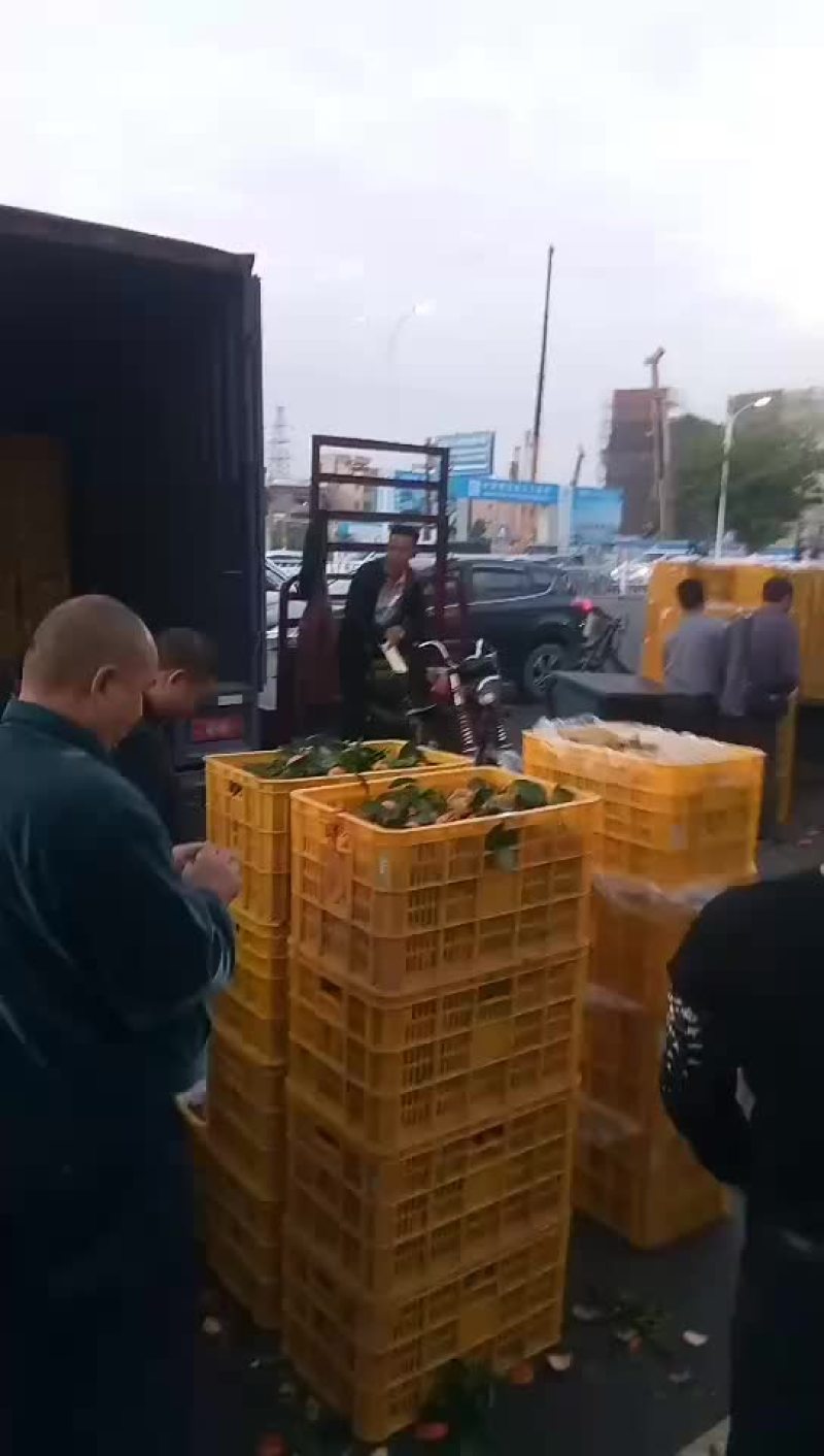 沙糖桔
