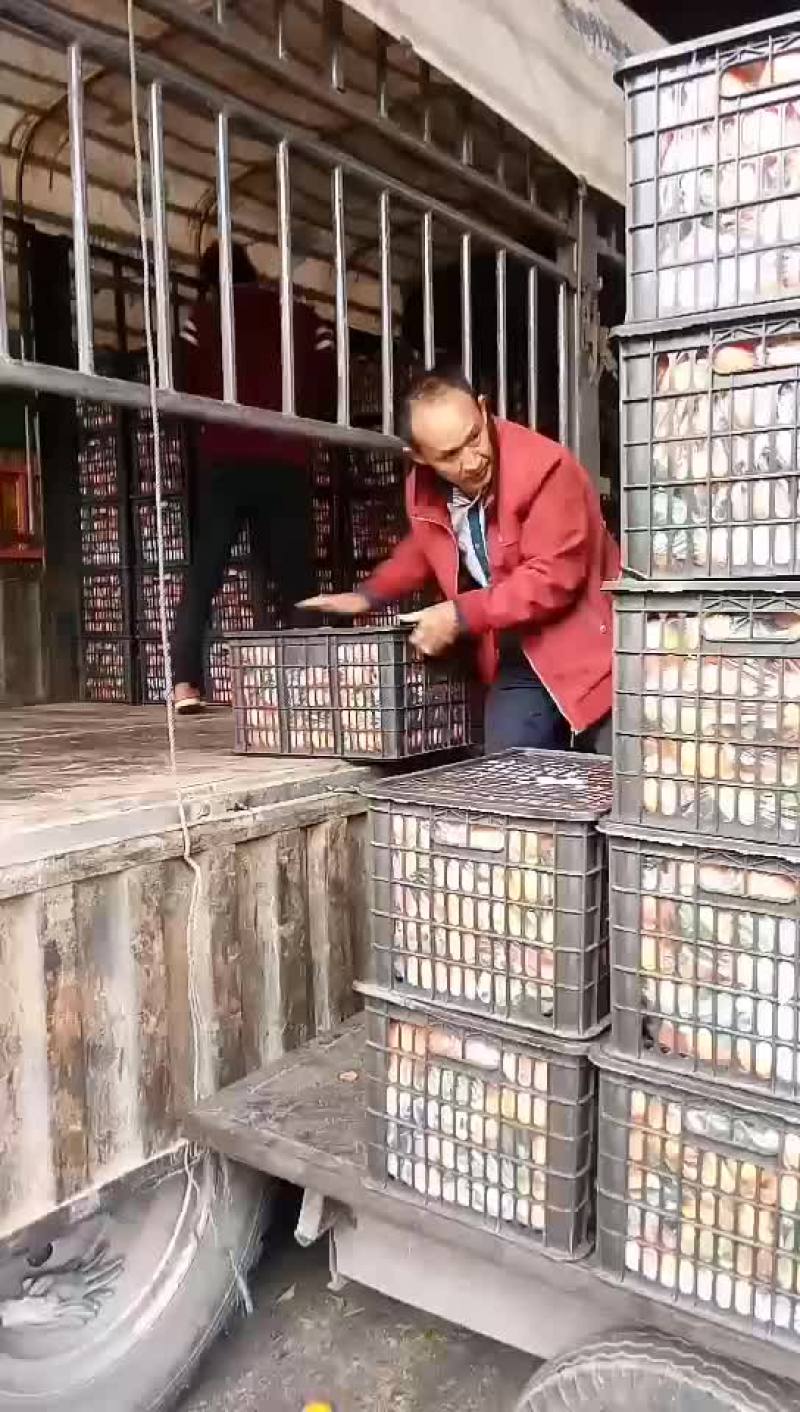沙糖桔