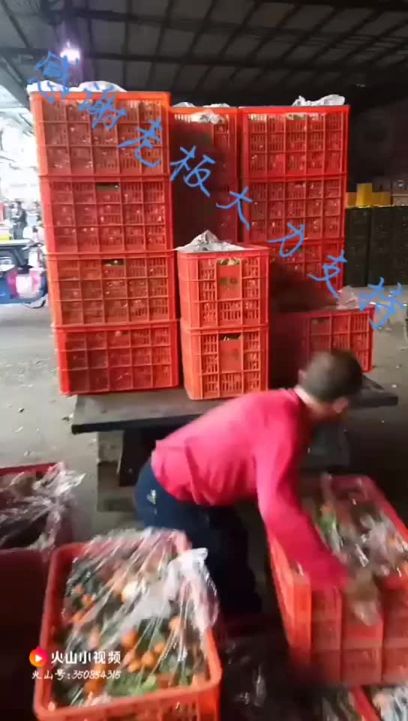 沙糖桔