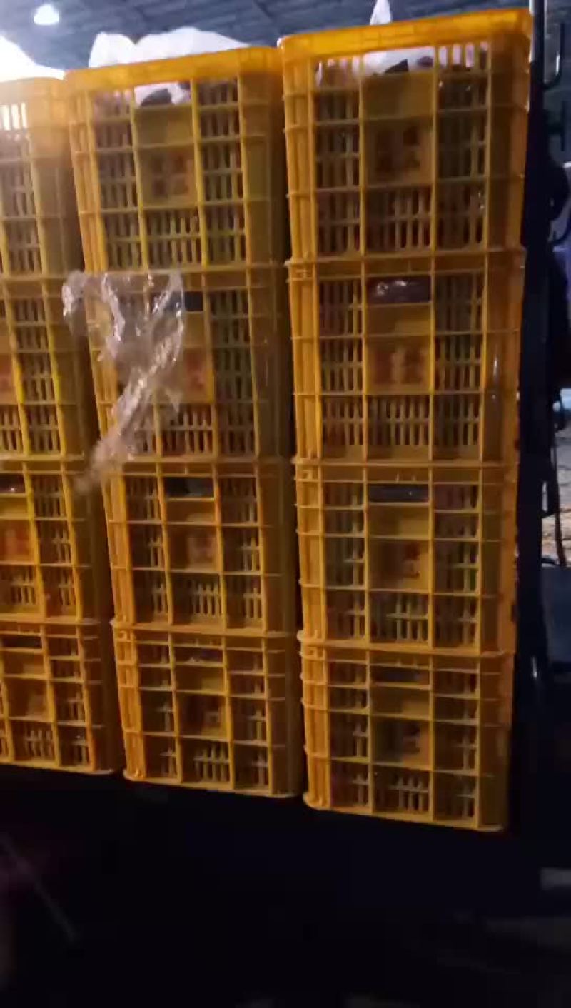 沙糖桔